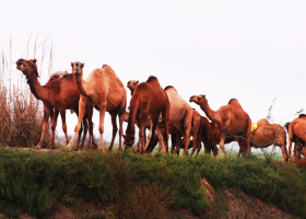 Camel.png