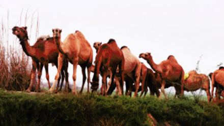 Camel.png