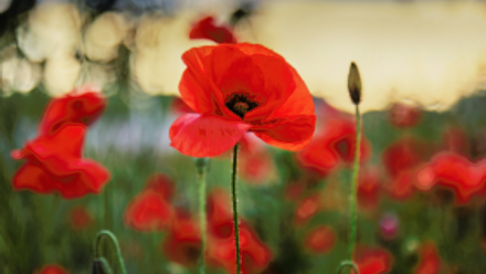 PIXI  Newsletter Featured Images.png 1