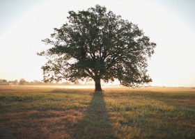 family tree.png