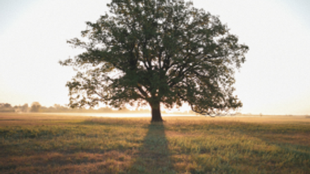 family tree.png